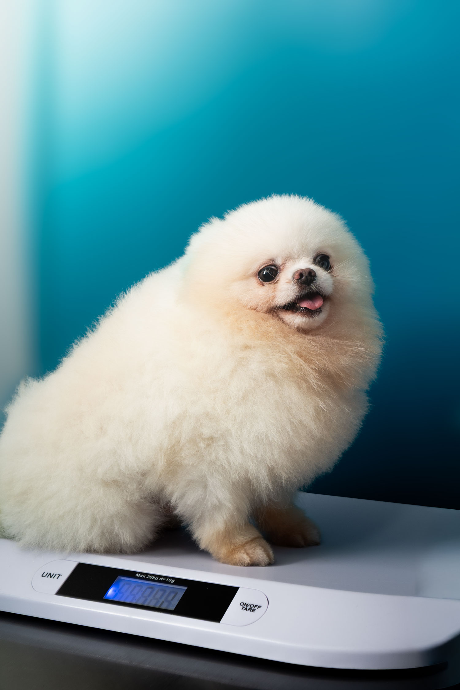 Perrito de espaldas en NovaVet
